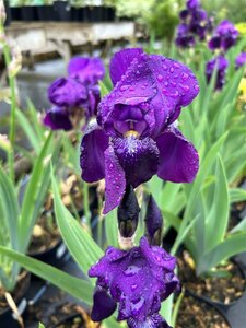 Iris (G) 'Sable' 2L - image 2