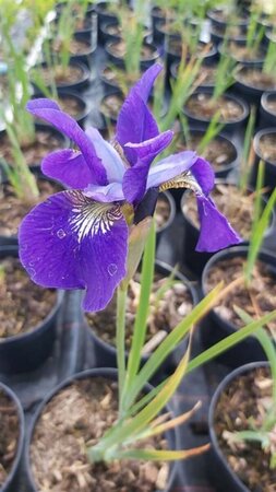 Iris sib. 'Caesar's Brother' 2L - image 1
