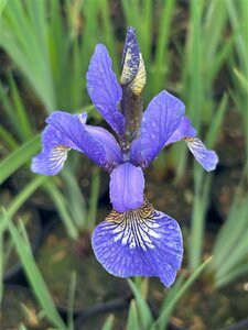 Iris sib. 'Caesar's Brother' 2L - image 2