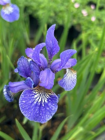 Iris sib. 'Caesar's Brother' 2L - image 3