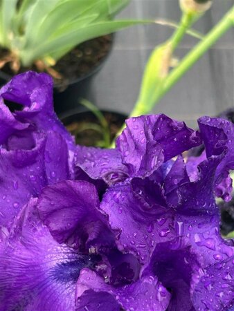 Iris sib. 'Tropical Night' 2L - image 1
