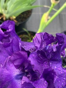 Iris sib. 'Tropical Night' 2L