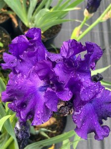 Iris sib. 'Tropical Night' 2L - image 2