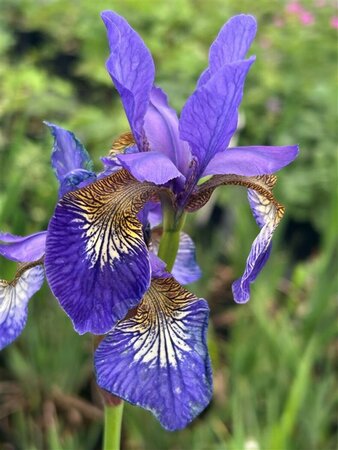 Iris (G) 'Titan's Glory' 2L - image 1
