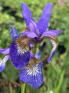 Iris (G) 'Titan's Glory' 2L - image 1
