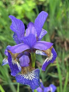 Iris (G) 'Titan's Glory' 2L - image 2