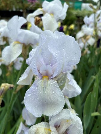 Iris (G) 'White City' 3L - image 1