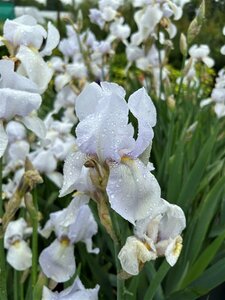 Iris (G) 'White City' 3L - image 2
