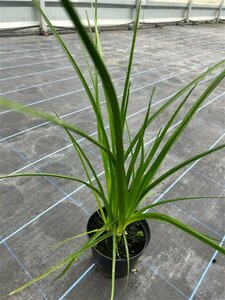 Kniphofia rooperi 2L