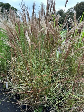 Miscanthus sin. 'Flamingo' 3L