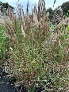 Miscanthus sin. 'Flamingo' 3L