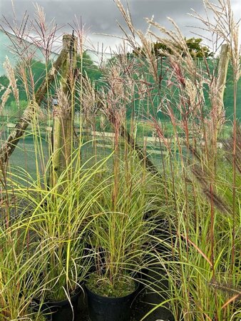Miscanthus sin. 'Ferner Osten' 3L - image 3