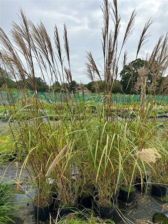 Miscanthus sin. 'Goliath' 3L - image 1