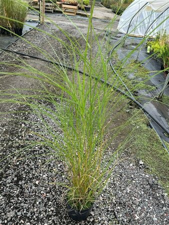 Miscanthus sin. 'Gracillimus' 3L - image 1