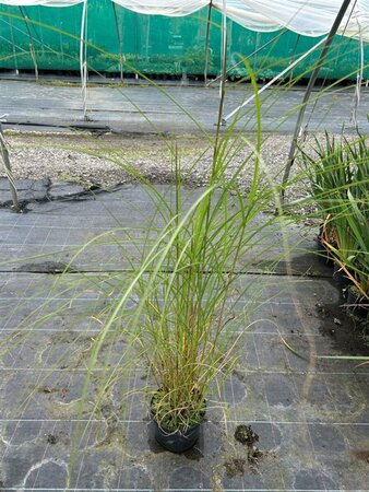 Miscanthus sin. 'Gracillimus' 3L - image 2