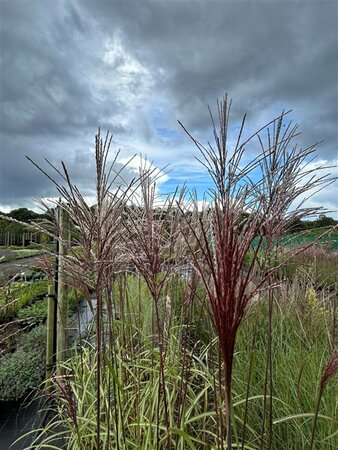 Miscanthus sin. 'Malepartus' 3L