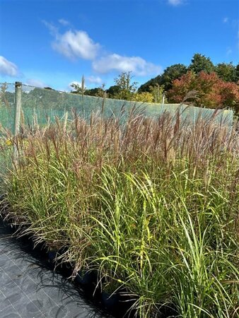 Miscanthus sin. 'Nippon' 3L - image 1