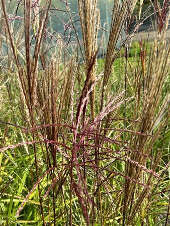 Miscanthus sin. 'Nippon' 3L - image 2