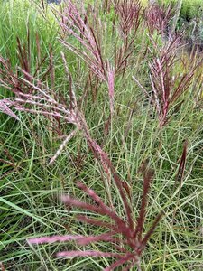 Miscanthus sin. 'Red Chief' 3L - image 2