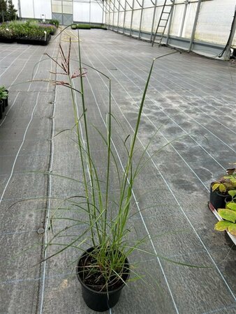 Miscanthus sin. 'Red Chief' 3L - image 1