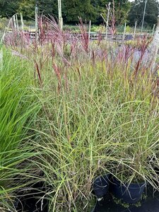 Miscanthus sin. 'Red Chief' 3L - image 3