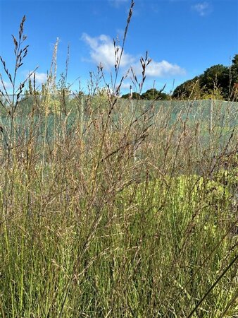 Molinia arundinacea 'Transparent' 3L - image 1