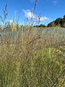 Molinia arundinacea 'Transparent' 3L - image 1