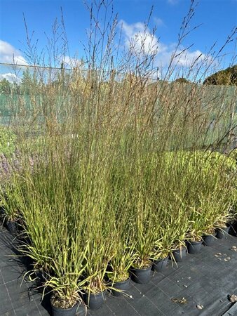 Molinia arundinacea 'Transparent' 3L - image 2