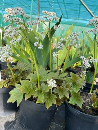 Mukdenia rossii 'Karasuba' 2L - image 1