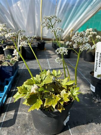 Mukdenia rossii 'Karasuba' 2L - image 2