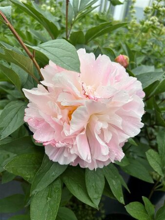 Paeonia (LD) 'Catharina Fontijn' 4L - image 1
