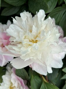 Paeonia (LD) 'Catharina Fontijn' 4L - image 2