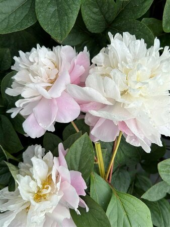 Paeonia (LD) 'Catharina Fontijn' 4L - image 3