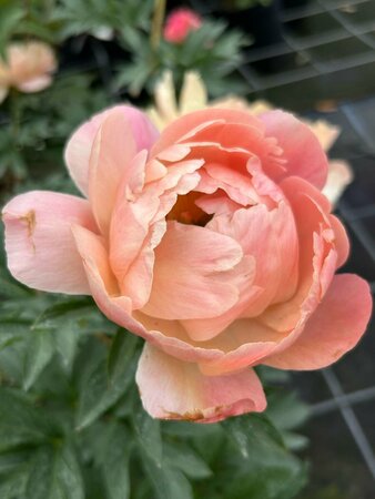 Paeonia (LD) 'Coral Sunset' 4L - image 3