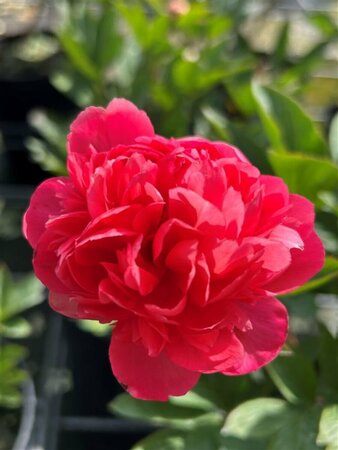 Paeonia 'Lorelei' 4L - image 1