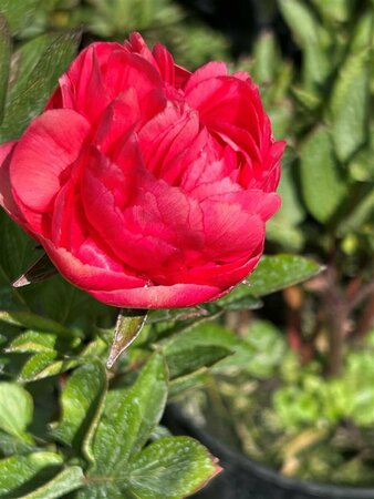 Paeonia 'Lorelei' 4L - image 2