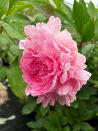 Paeonia 'The Fawn' 4L
