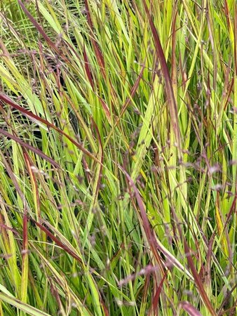 Panicum virgatum 'Shenandoah' 3L - image 4