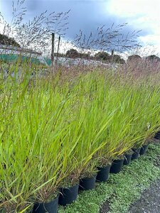 Panicum virgatum 'Warrior' 3L - image 2