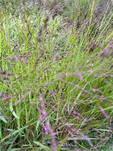 Panicum virgatum 'Warrior' 3L - image 3
