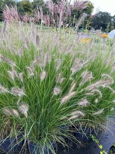 Pennisetum al. 'Hameln' 3L - image 3