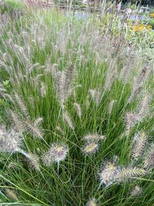 Pennisetum al. 'Hameln' 10L - image 3
