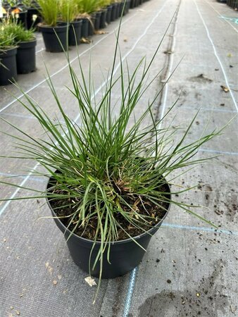 Pennisetum al. 'Little Bunny' 3L - image 3