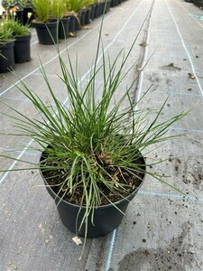 Pennisetum al. 'Little Bunny' 3L - image 3