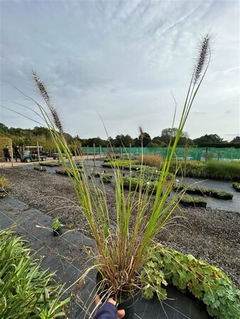Pennisetum al. 'Redhead' 3L - image 2