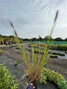 Pennisetum al. 'Redhead' 3L - image 2