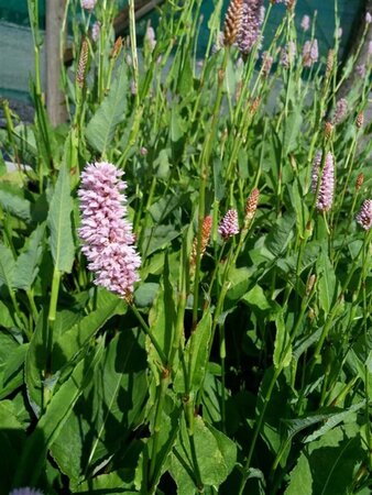 Persicaria bistorta 'Superba' 2L - image 3