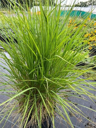 Pennisetum or. Fairy tails 2L - image 1