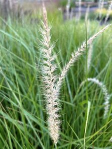 Pennisetum or. Fairy tails 2L - image 2
