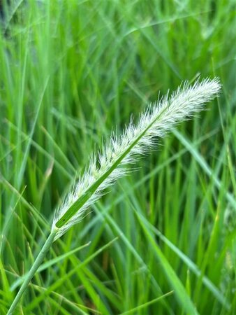 Pennisetum or. Fairy tails 10L
